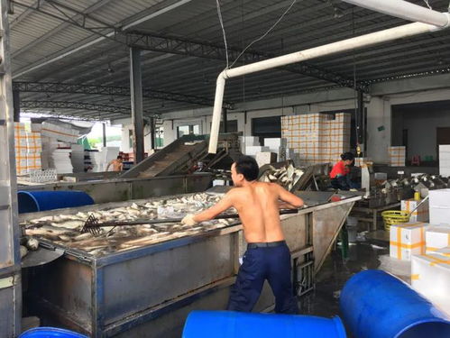 今年大规格商品鱼需求增加,加工厂存货偏少,海鲈12月有望破11元 斤